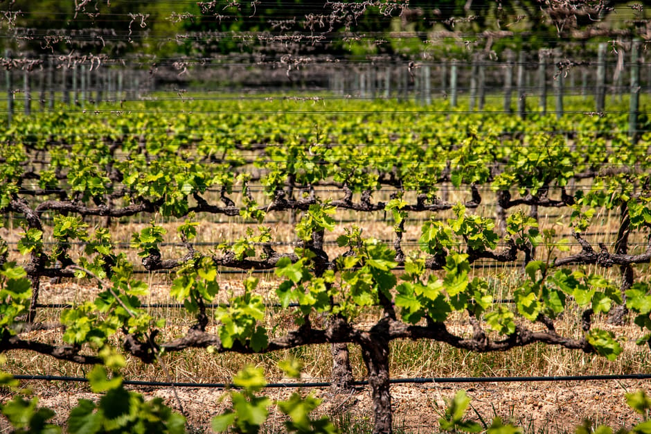 Mornington Peninsula winery chauffeur tour